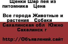 Щенки Шар пея из питомника › Цена ­ 25 000 - Все города Животные и растения » Собаки   . Сахалинская обл.,Южно-Сахалинск г.